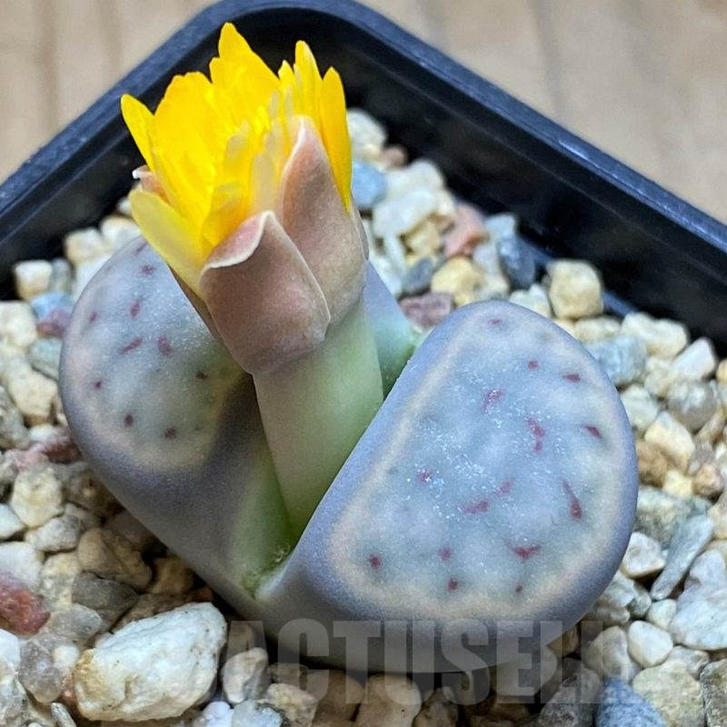 SH16784 Lithops schwantesii
