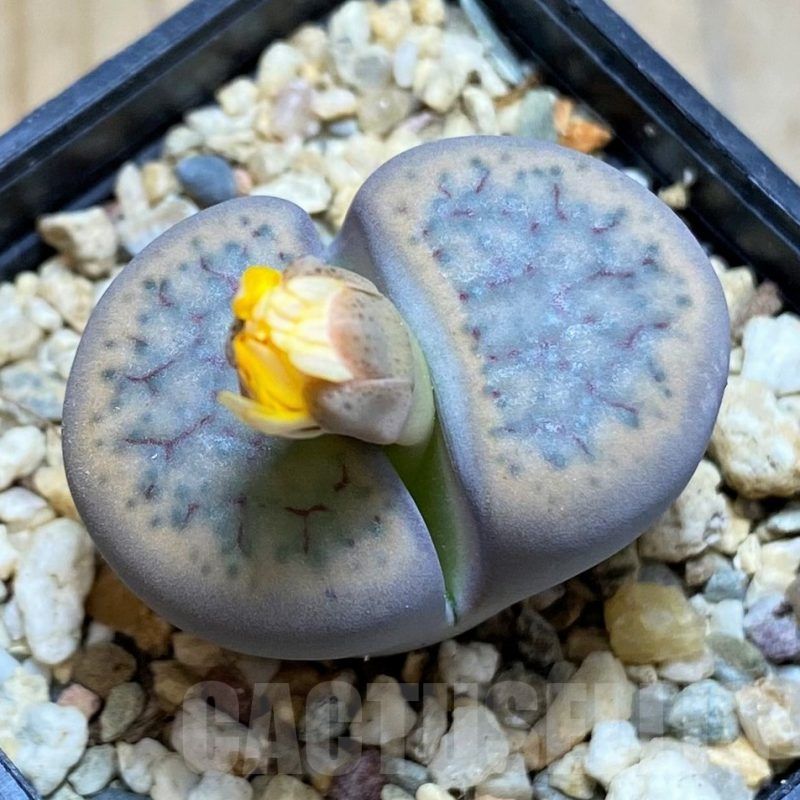 SH16785 Lithops schwantesii