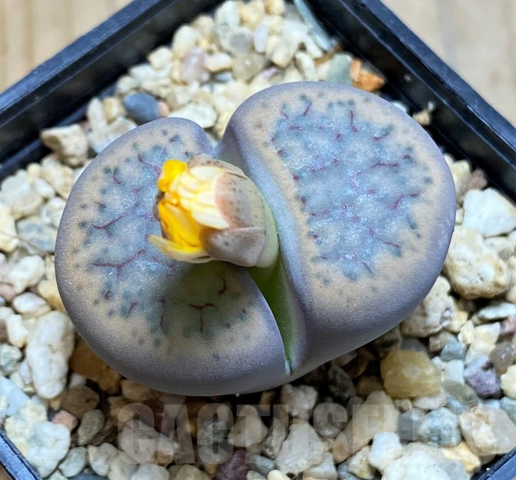 SH16785 Lithops schwantesii