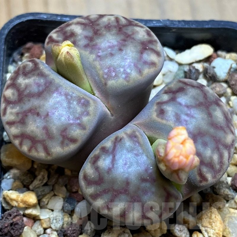 SH16786 Lithops bromfieldii C040