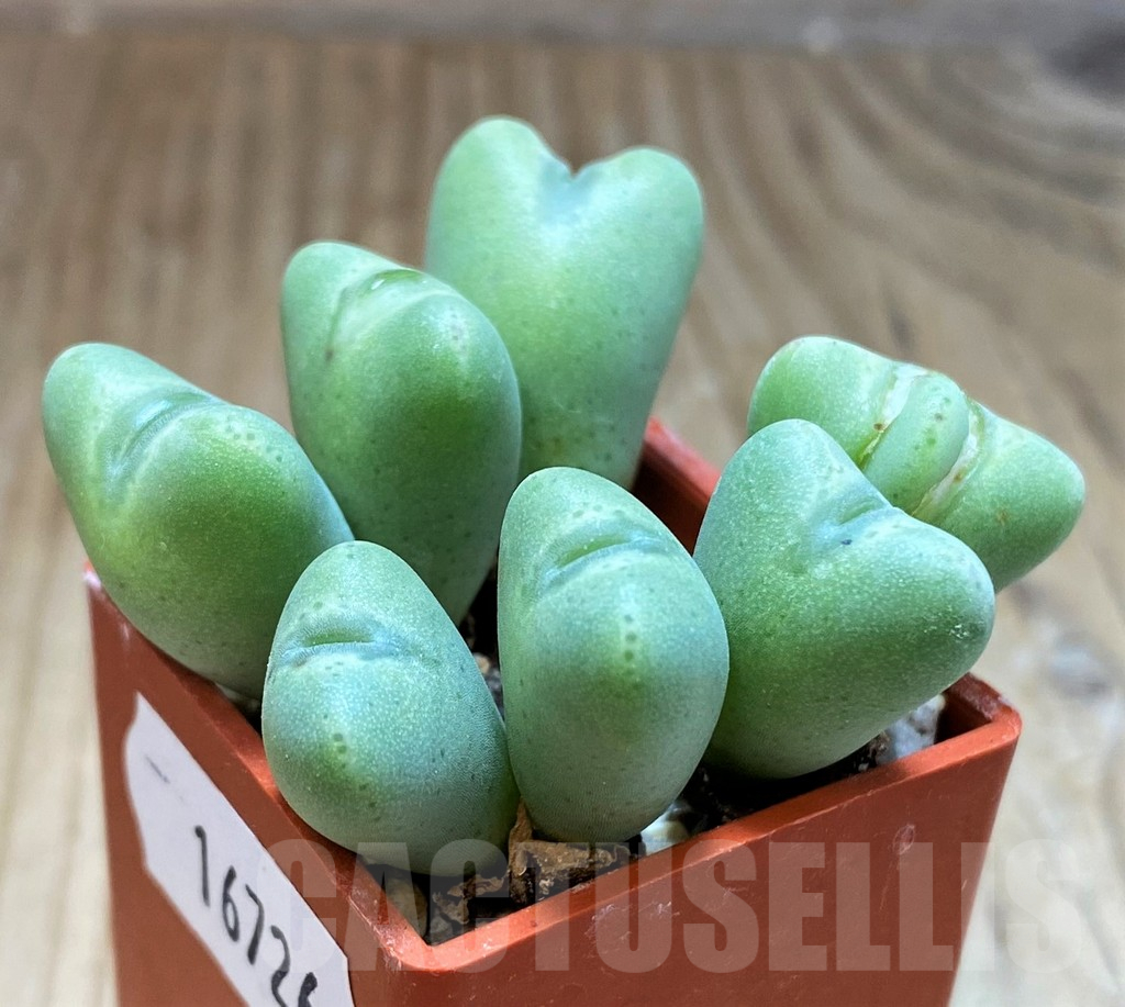 SH16726 Conophytum altum