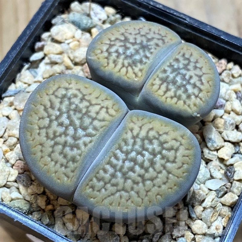 SH16787 Lithops hookeri