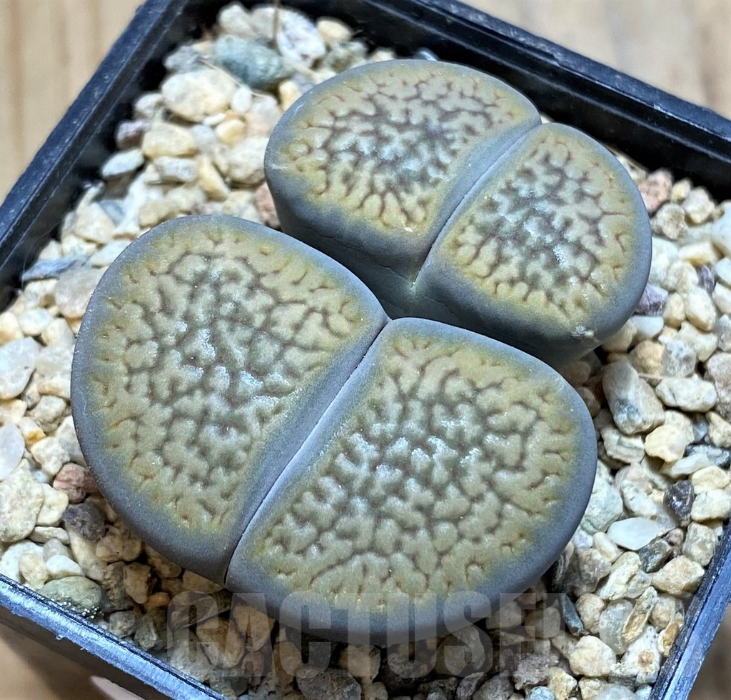 SH16787 Lithops hookeri