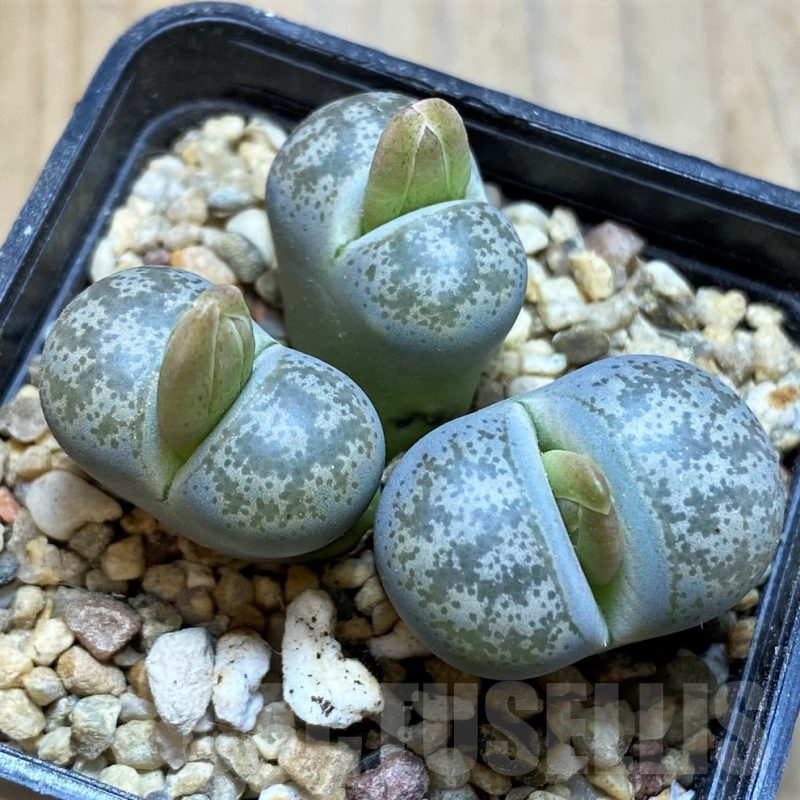 SH16788 Lithops coleorum