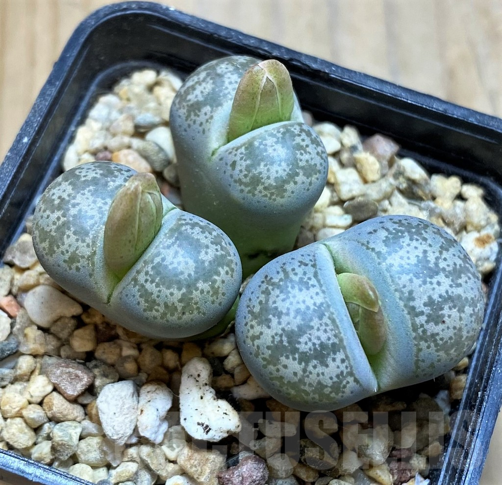 SH16788 Lithops coleorum