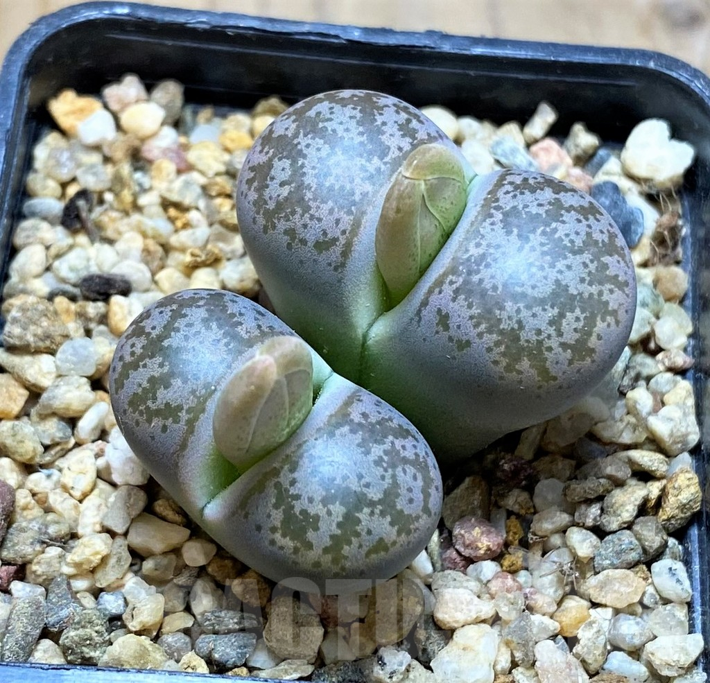SH16789 Lithops coleorum