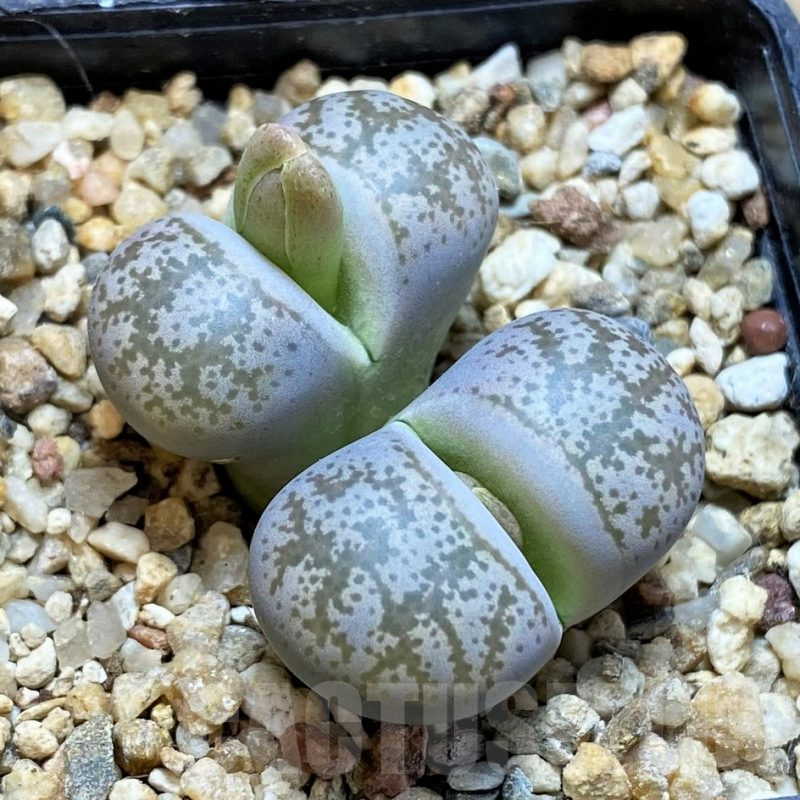 SH16790 Lithops coleorum