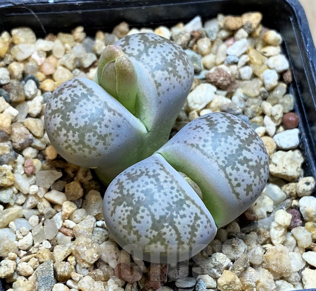 SH16790 Lithops coleorum