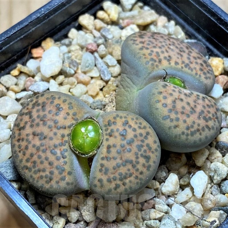 SH16791 Lithops fulviceps