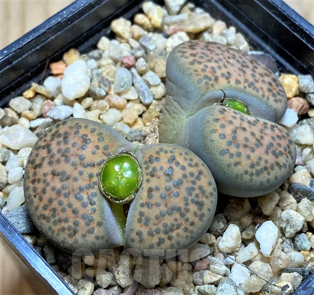 SH16791 Lithops fulviceps