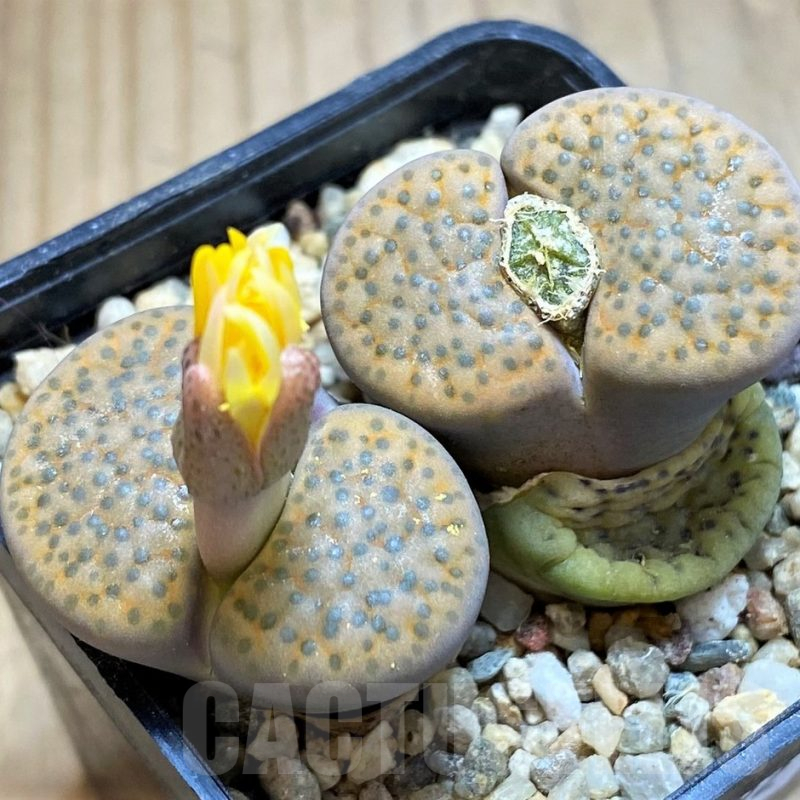 SH16792 Lithops fulviceps