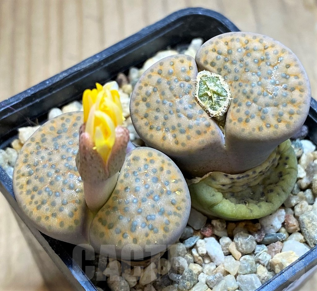 SH16792 Lithops fulviceps