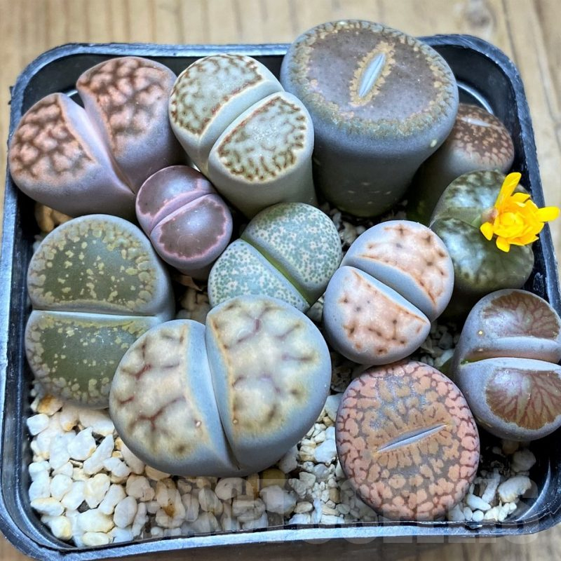 SH16798 Lithops mix