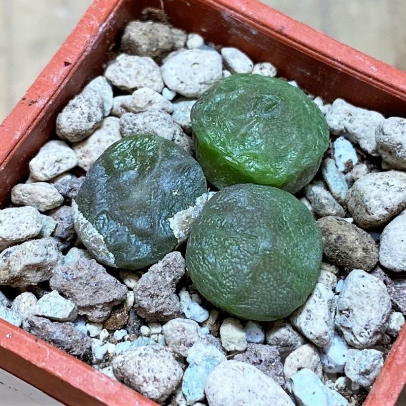 SH16804 Conophytum angelicae ssp. tetragonum, seedling 3 plants