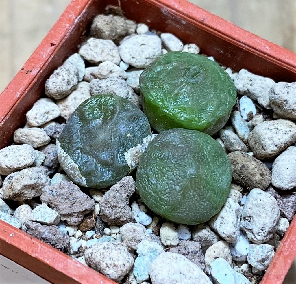 SH16804 Conophytum angelicae ssp. tetragonum, seedling 3 plants