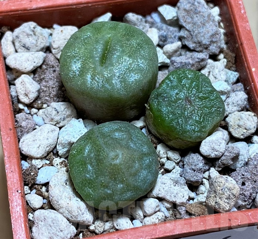 SH16806 Conophytum angelicae ssp. tetragonum, seedling 3 plants