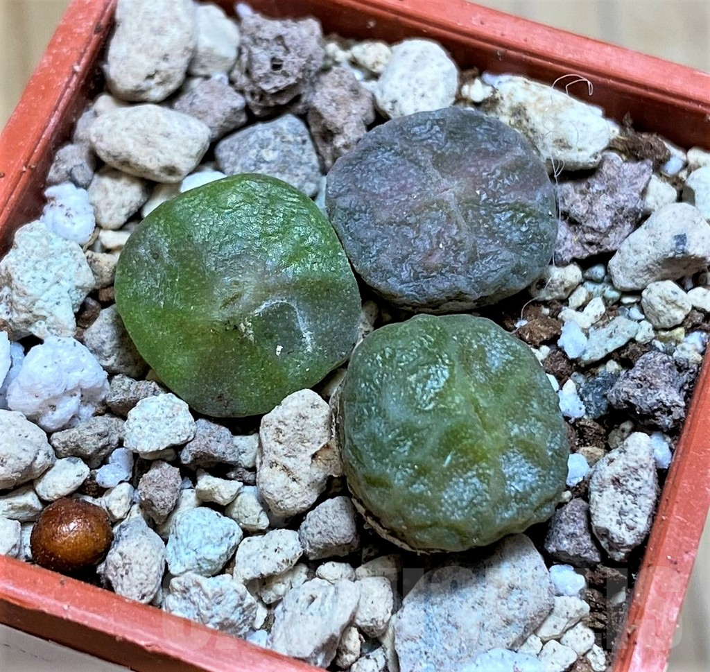 SH16807 Conophytum angelicae ssp. tetragonum, seedling 3 plants