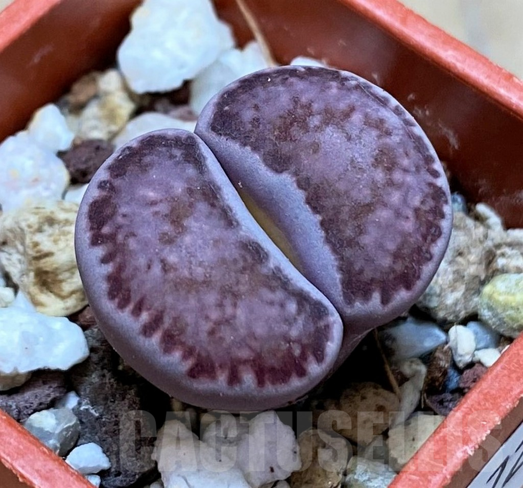 SH16729 Lithops salicola 'Sato's Violet' hybrid