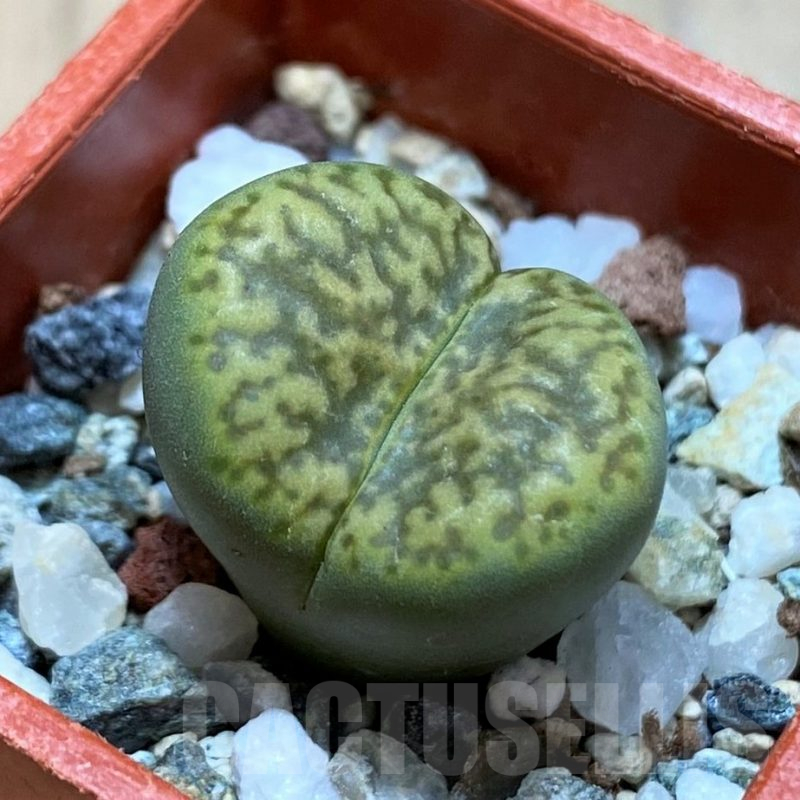 SH16731 Lithops bromfieldii 'Sulphurea'
