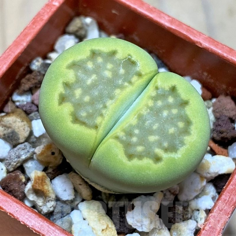 SH16733 Lithops hallii 'Green Soapstone'