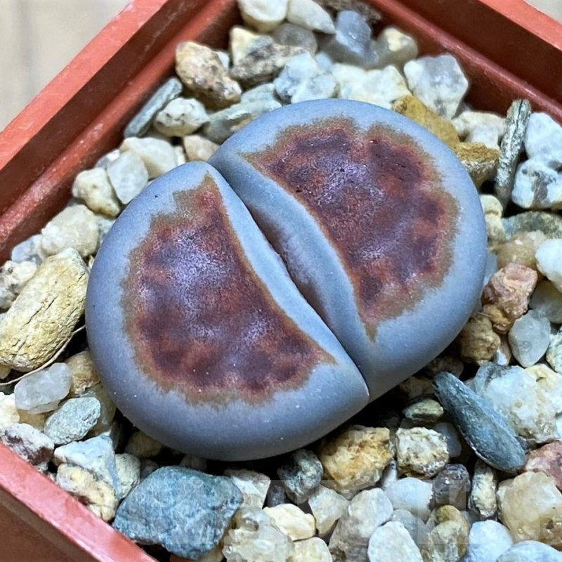 SH16735 Lithops karasmontana 'Top Red'