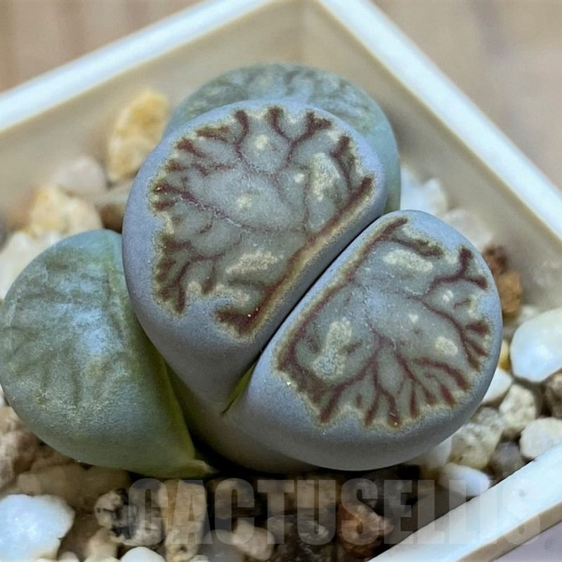 SH16737 Lithops julii 'Kikushogiyoku' hybrid