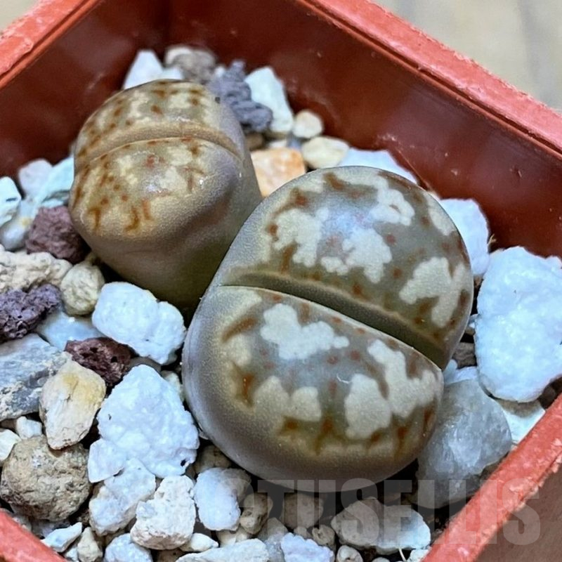 SH16738 Lithops dorotheae