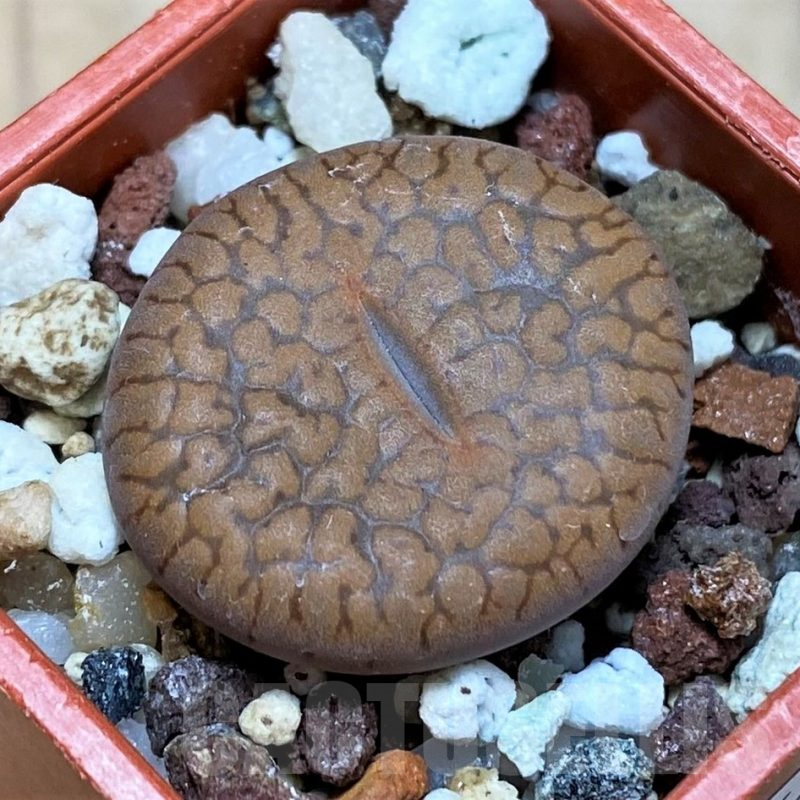 SH16739 Lithops aucampiae v. koelemanii