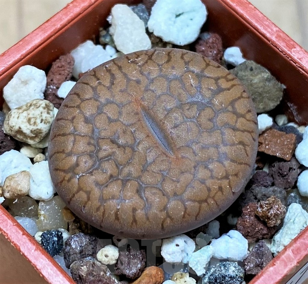 SH16739 Lithops aucampiae v. koelemanii