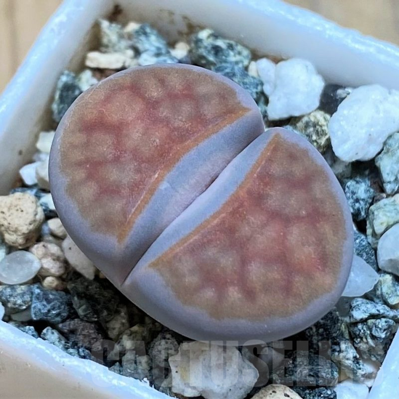 SH16742 Lithops karasmontana -W. Grünau-