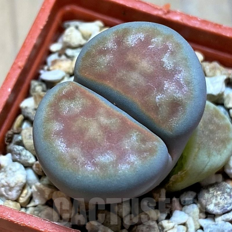 SH16743 Lithops karasmontana -W. Grünau-