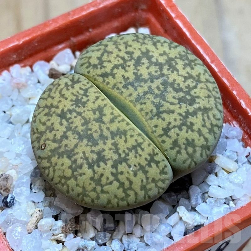 SH16749 Lithops lesliei v. hornii x albinica