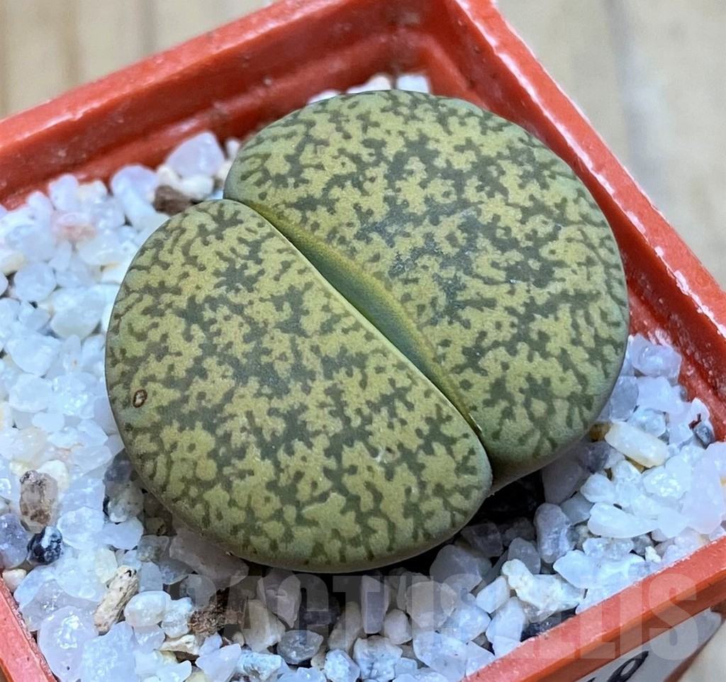 SH16749 Lithops lesliei v. hornii x albinica