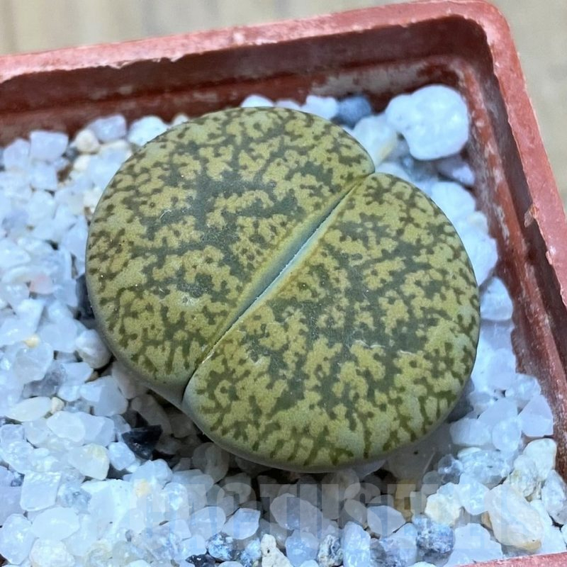 SH16750 Lithops lesliei v. hornii x albinica