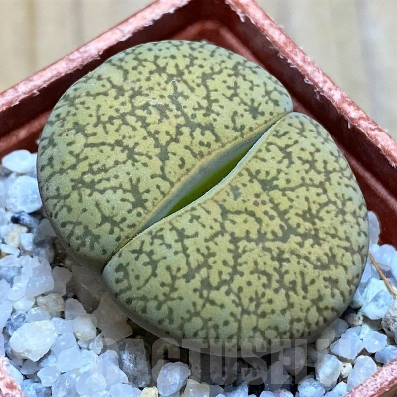 SH16751 Lithops lesliei v. hornii x albinica