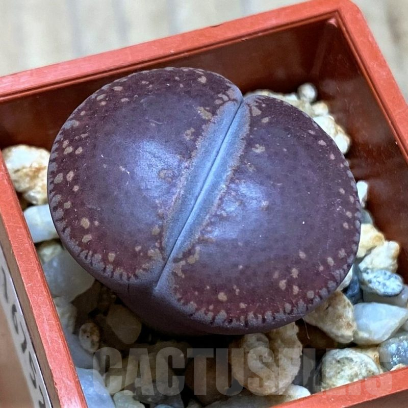 SH16752 Lithops aucampiae