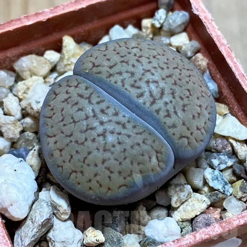 SH16753 Lithops hookeri v. dabneri