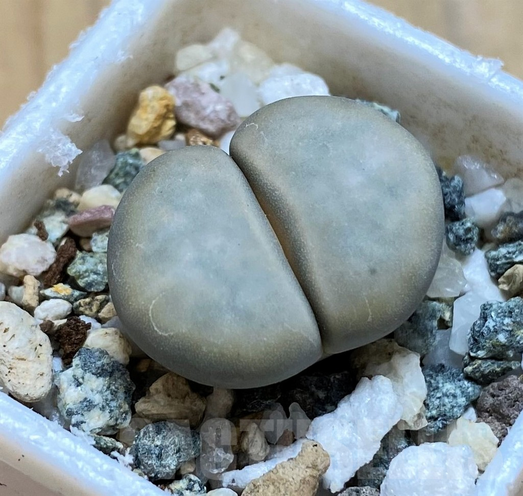SH16755 Lithops karasmontana v. opalina