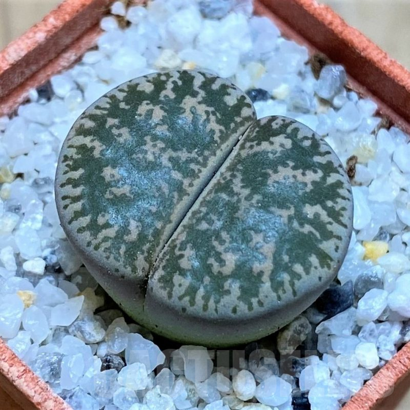 SH16757 Lithops lesliei