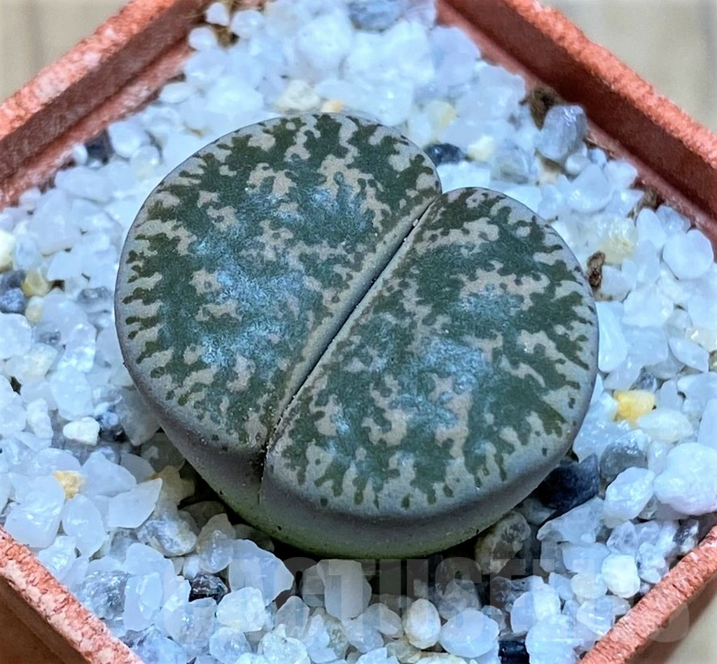 SH16757 Lithops lesliei