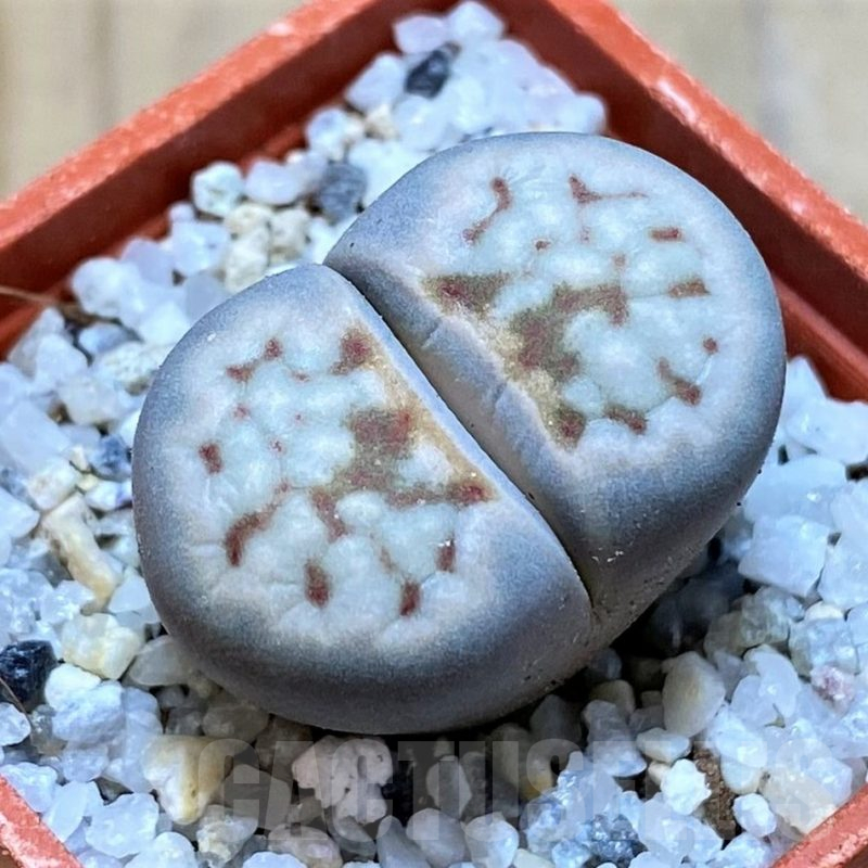 SH16758 Lithops julii 'Kikushogiyoku'
