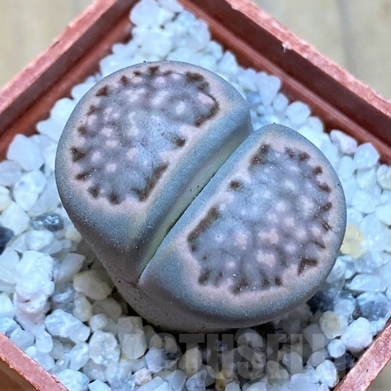 SH16759 Lithops julii 'Kikushogiyoku'