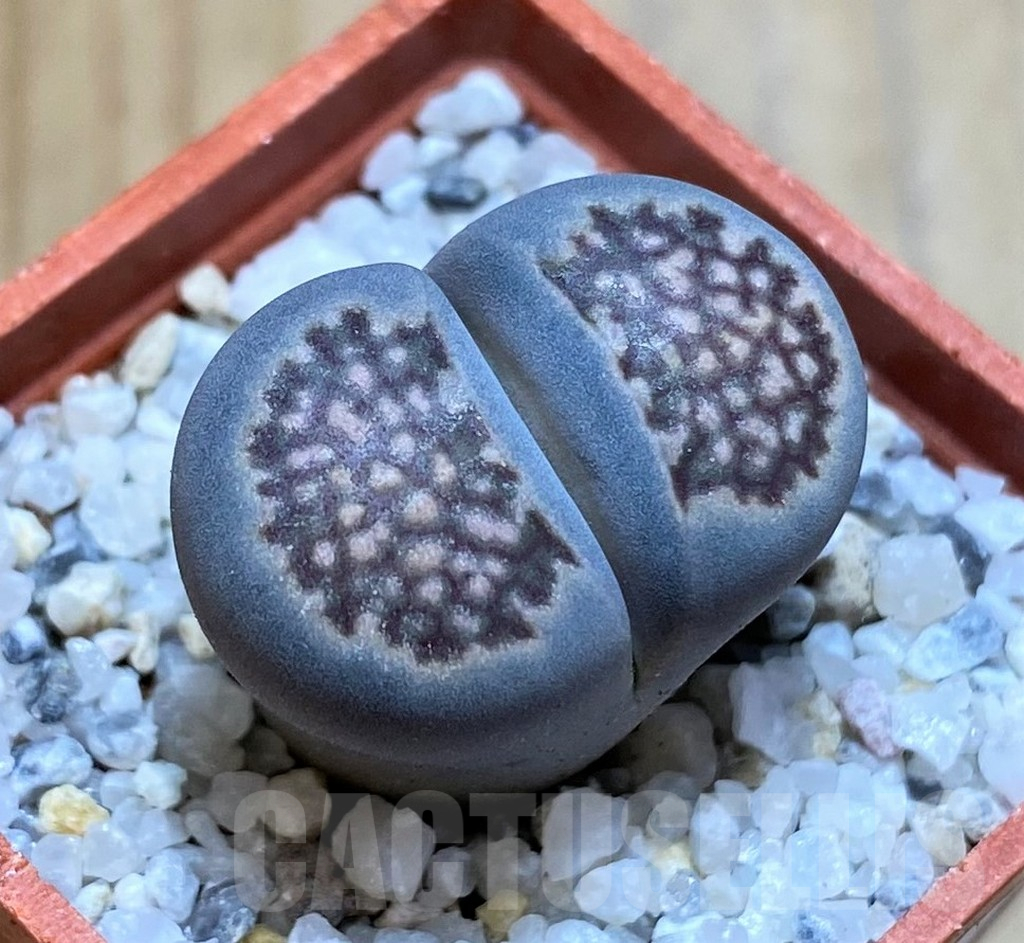 SH16760 Lithops julii 'Kikushogiyoku'