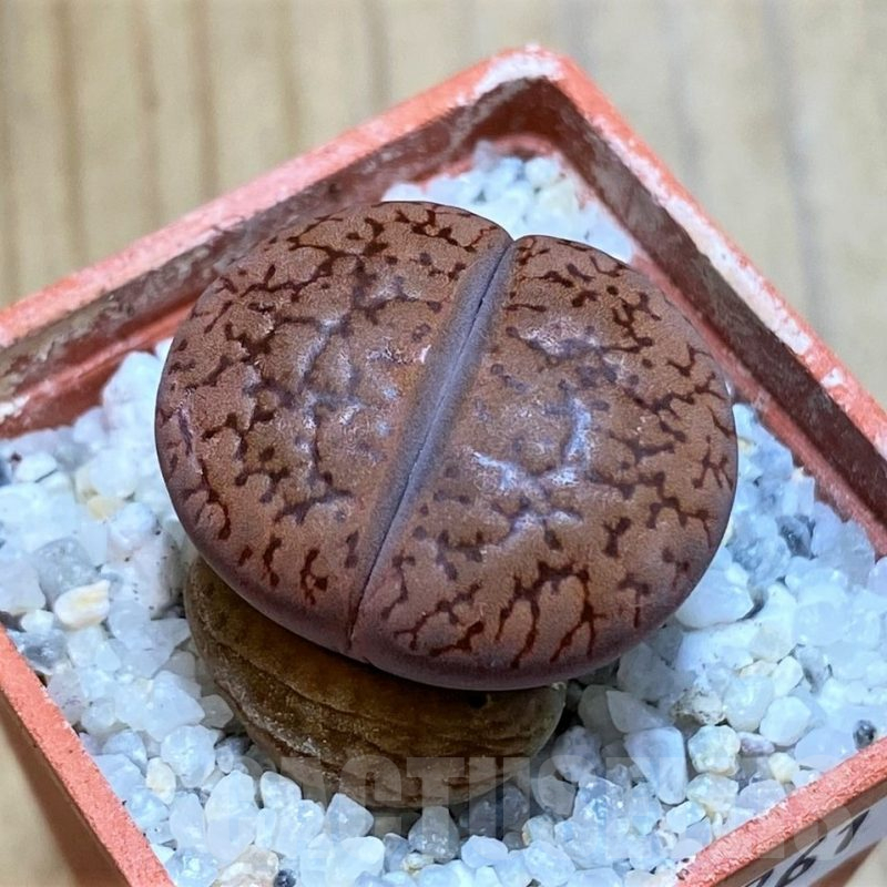 SH16761 Lithops aucampiae v. koelemanii