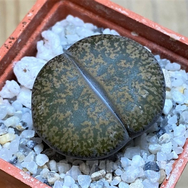 SH16764 Lithops lesliei v. mariae C152