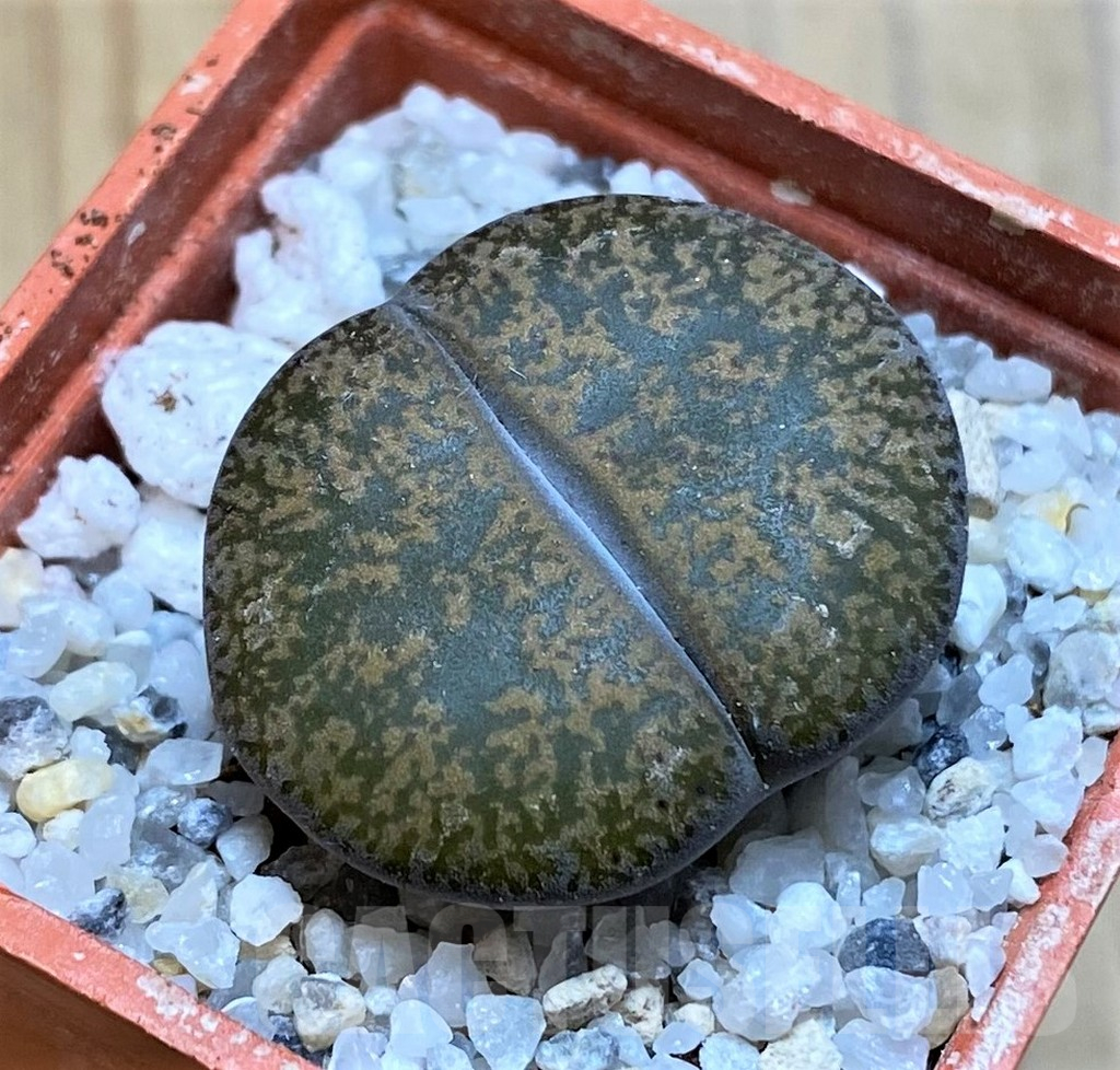 SH16764 Lithops lesliei v. mariae C152