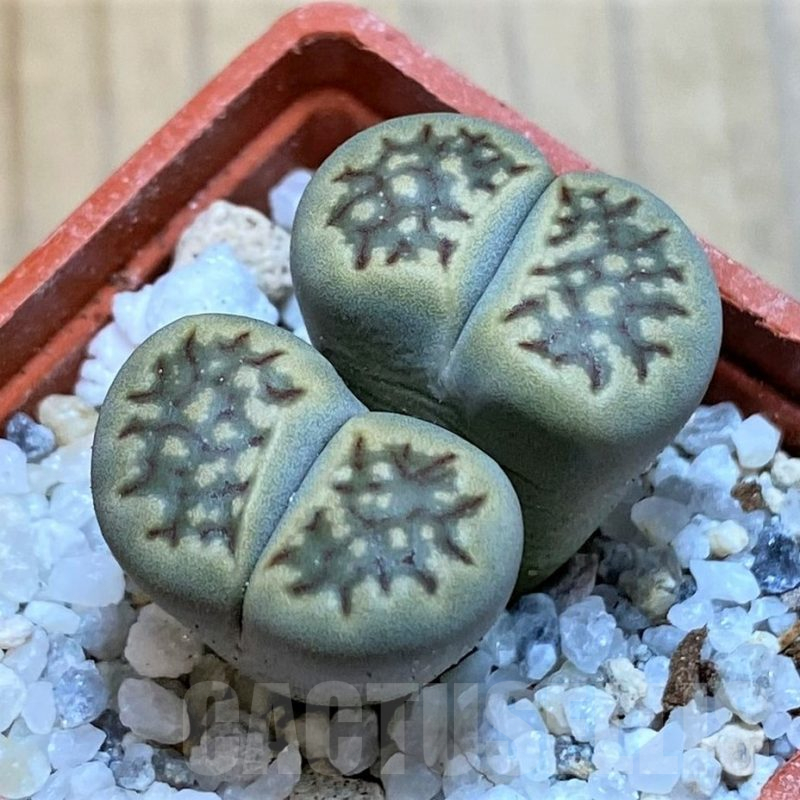 SH16765 Lithops halii