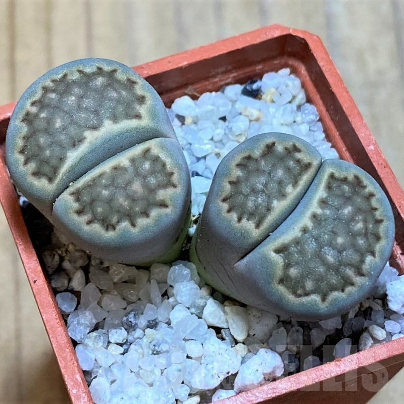 SH16766 Lithops halii