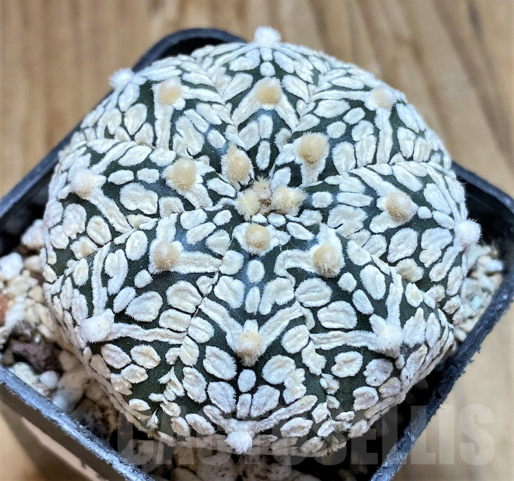 SH18024 Astrophytum asterias 'Super Kabuto' V-type
