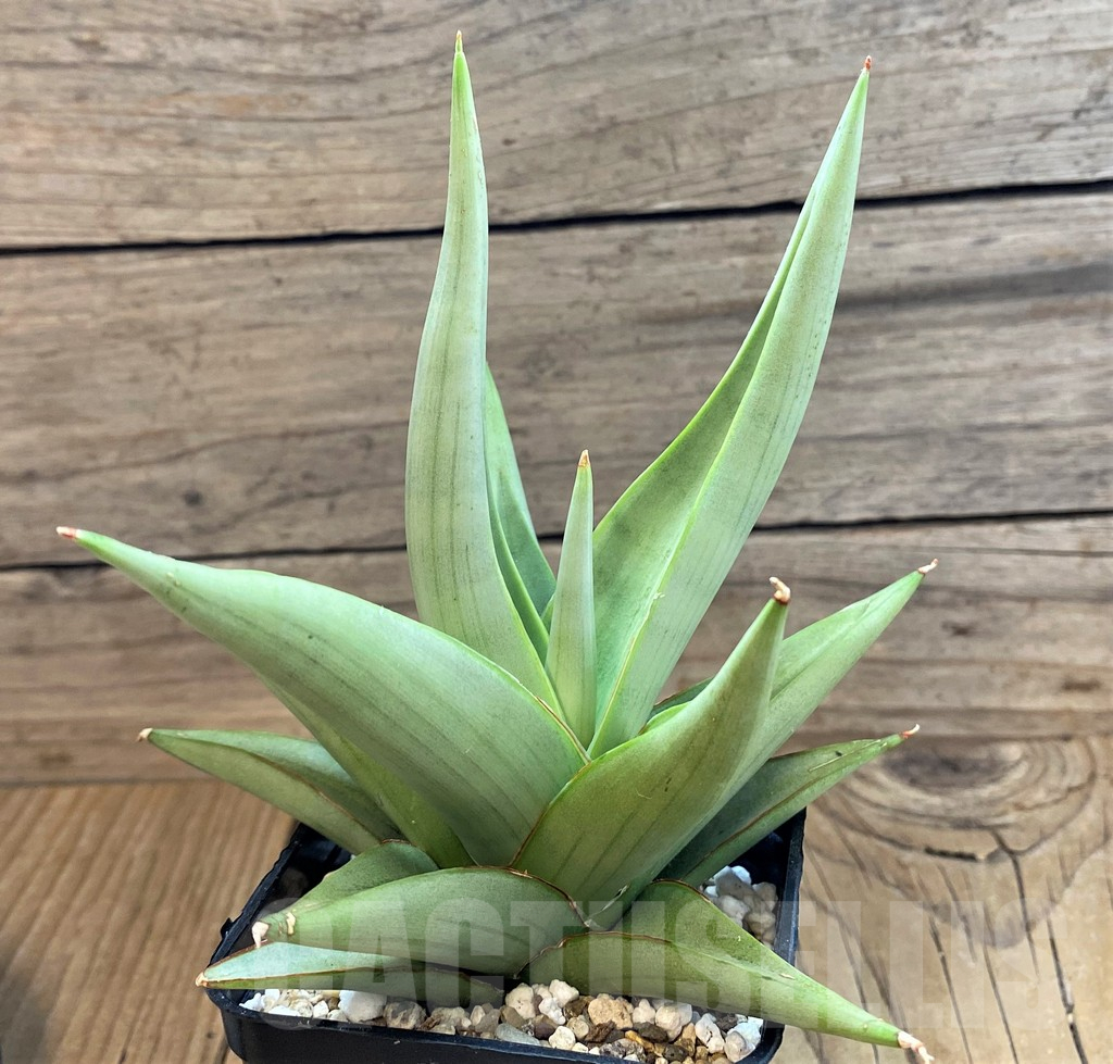 SH18053 Sansevieria hybrid 'Chanin' - Image 2